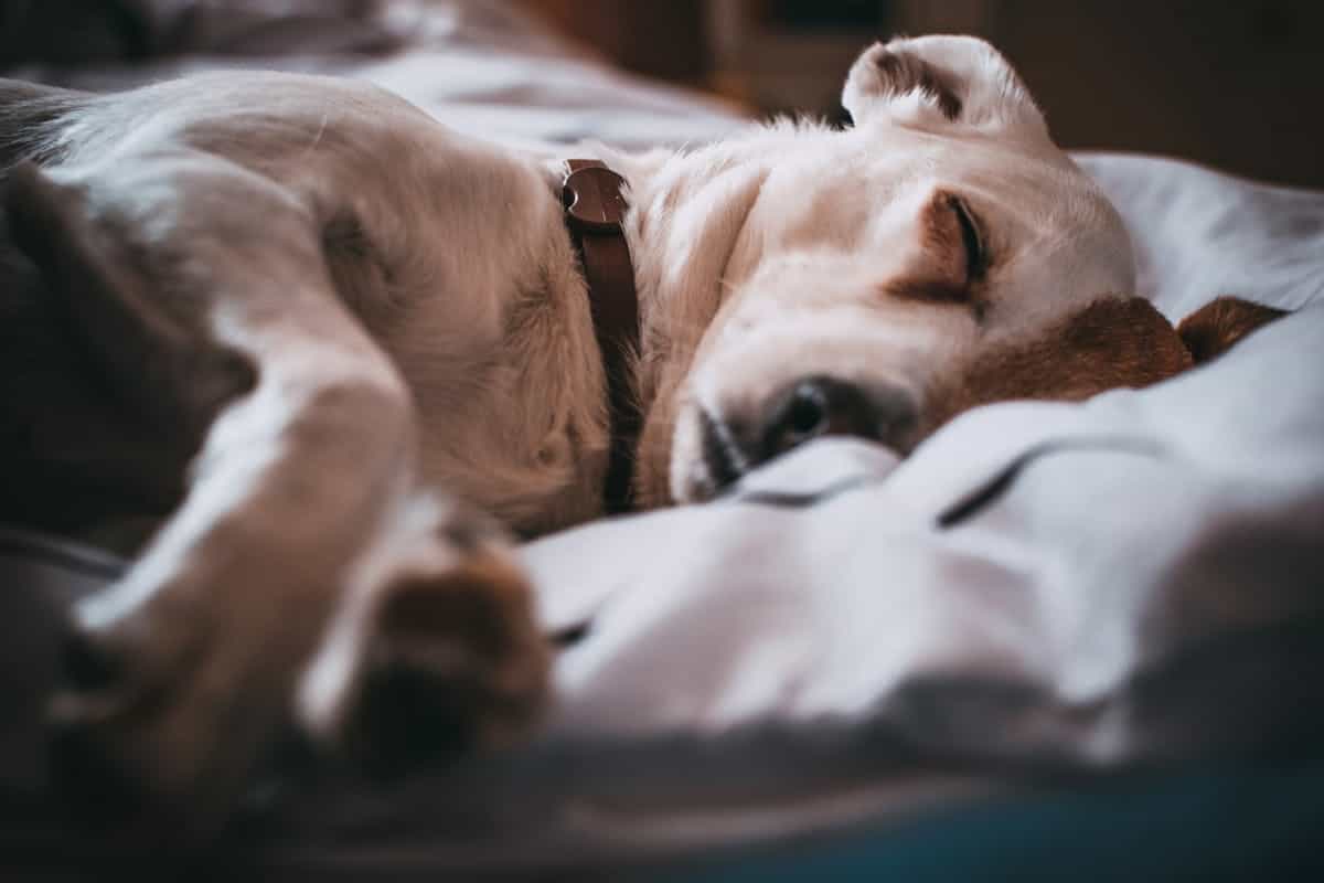 perro durmiendo en una cama