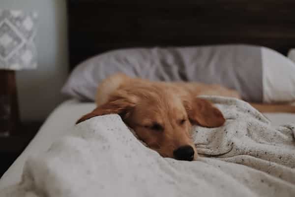 Perrito descansando en su camita